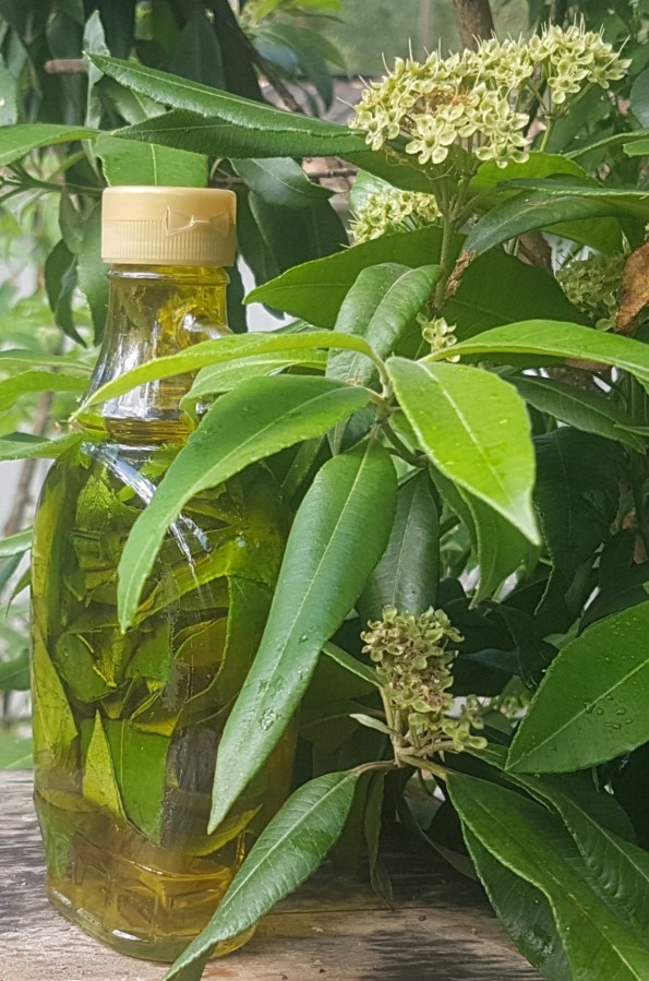 Cooking with Lemon&nbsp;Myrtle