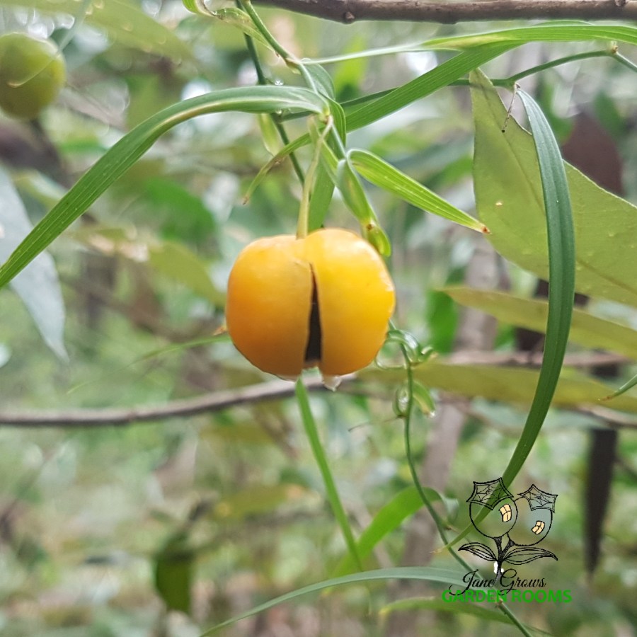 Plant Profile  – Wombat&nbsp;Berry