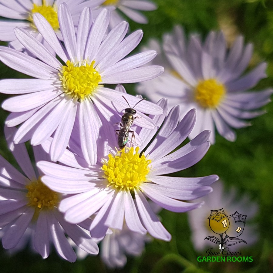 Plant Profile  – Cut Leaf&nbsp;Daisy