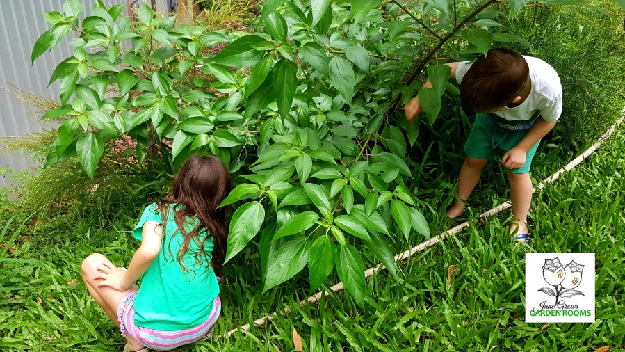 Plant Profile  – Native Mulberry – Pipturus&nbsp;argenteus