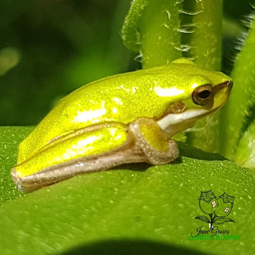 Plant Profile – Native Mulberry – Pipturus argenteus – Jane Grows ...