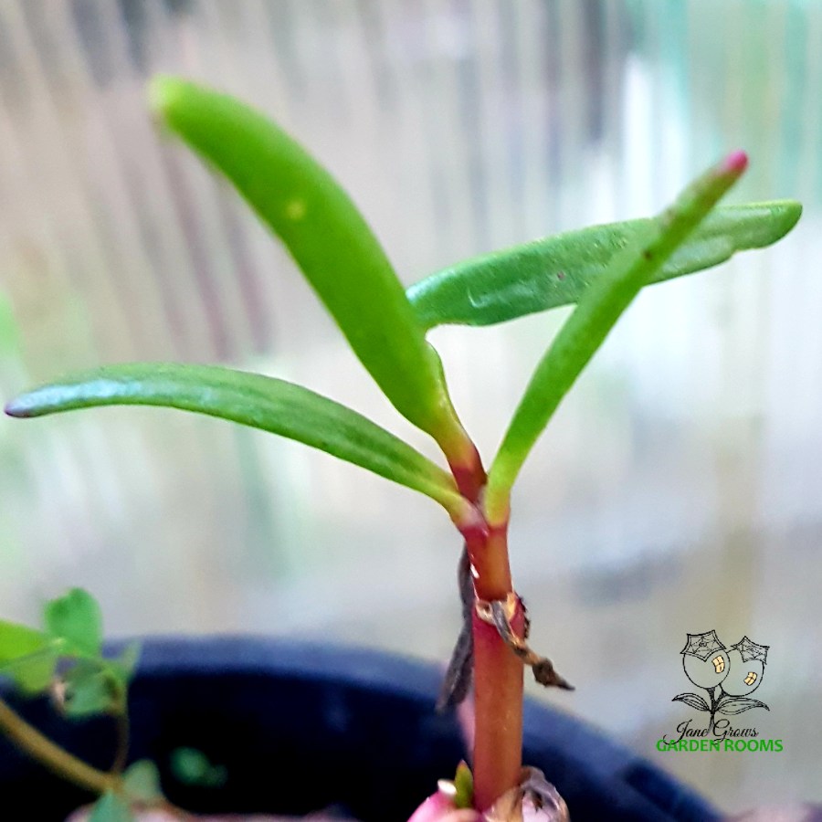 Plant Profile – Sea&nbsp;Purslane