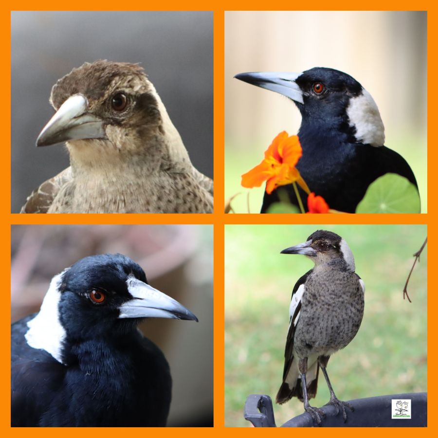 Meet the Trotters: a family of&nbsp;Magpies