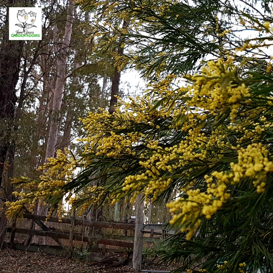 Plant Profile – Brisbane&nbsp;Wattle