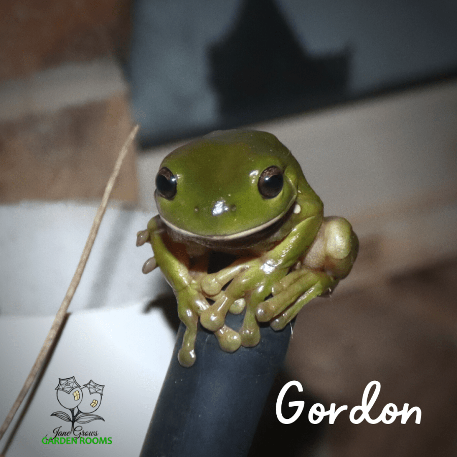 Invite Some Garden Friends: Backyard Biodiversity&nbsp;Tip&nbsp;Four