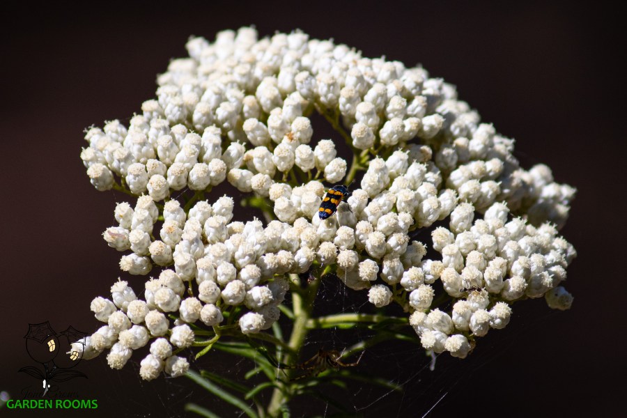 Sago Bush or Ozothamnus&nbsp;Diosmifolius
