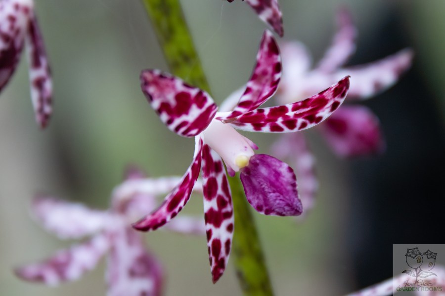 A True Wildflower of the Tamborine Bush – Slender Hyacinth&nbsp;Orchid