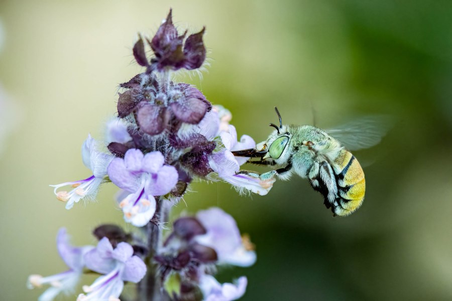 Plant Profile  – Perennial&nbsp;Basil