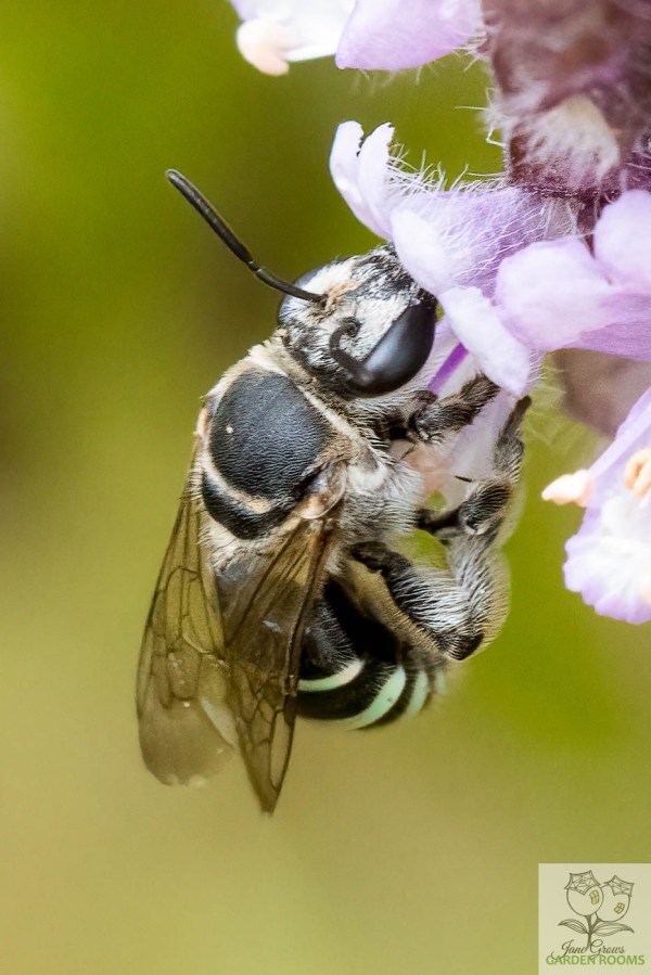 Sweat Bees – Nomia and&nbsp;Lipotriches