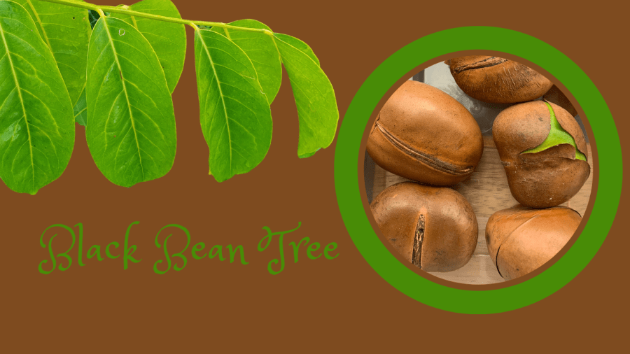 Black Bean: Plant&nbsp;Profile