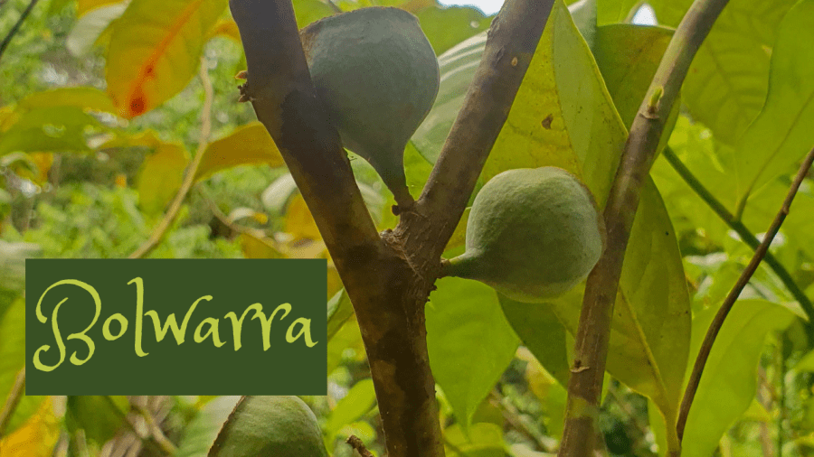 Bolwarra or Native&nbsp;Guava