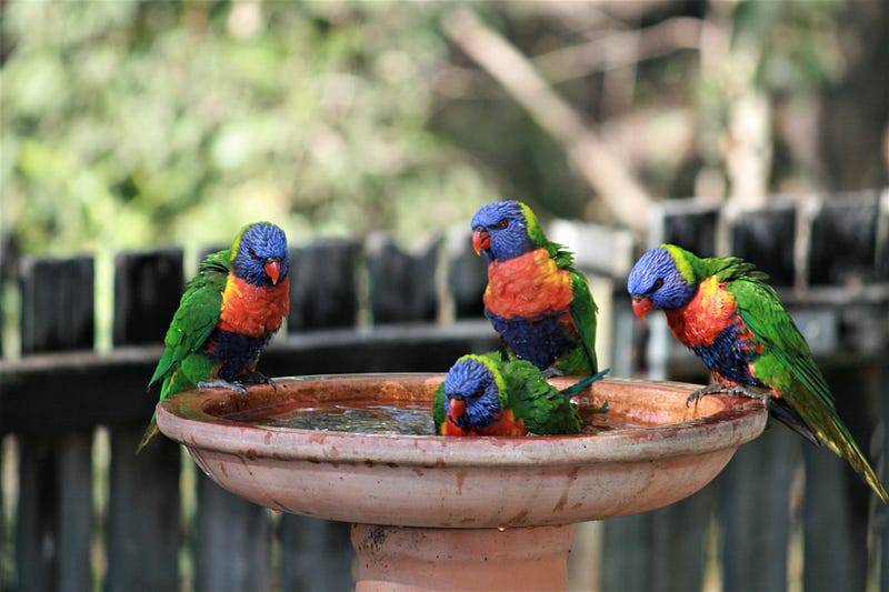 Photos for Lovers of Australian&nbsp;Poetry