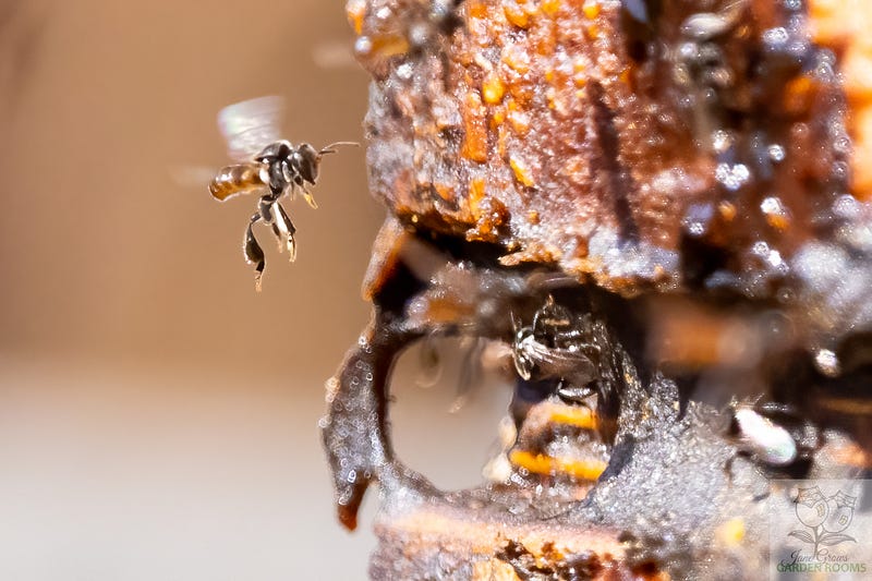 Stingless Bee Recognition Enabled: A Photo&nbsp;Story