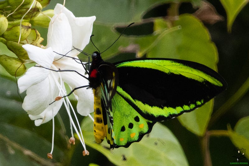 Lighthunting and its Rewards for a Lover of&nbsp;Nature