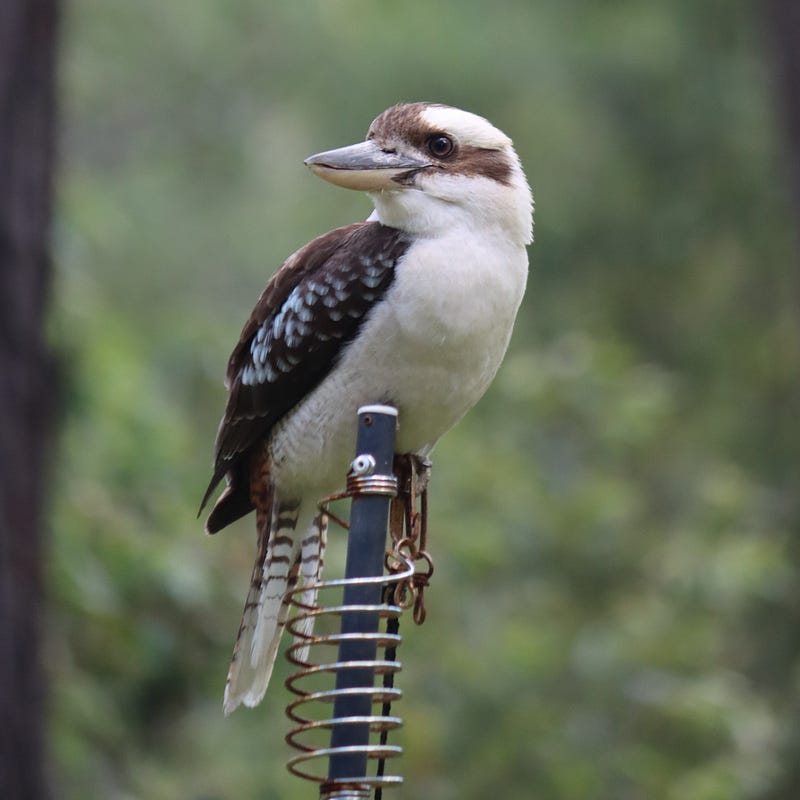Photo Story: Five out of Seven Australian&nbsp;Critters