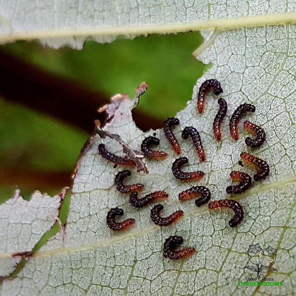 18 tiny black and orange caterpillars are on the bottom of a half chewed leaf. Most are partly curled up in hook shapes. The base of the leaf is a pearly green with structures clearly evident in this very close-up shot.