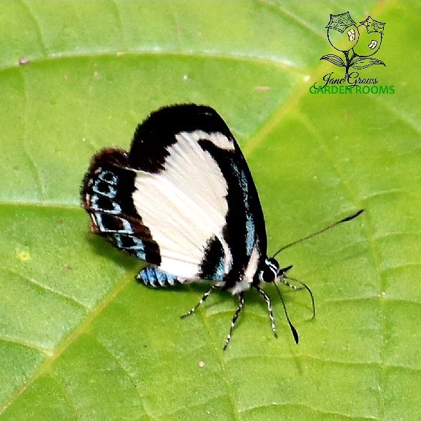 A butterfly rests on a green leaf. Wings are fully closed revealing a striped black and blue body. The wings are mostly white with black patterns and border. On the back edge of the wing are a number of black squares bordered by light blue. Near the head with its feathery antennae visible is another light blue stripe on the wing bordered by black. The large eyes are black in a white face. The probsicus can be seen.