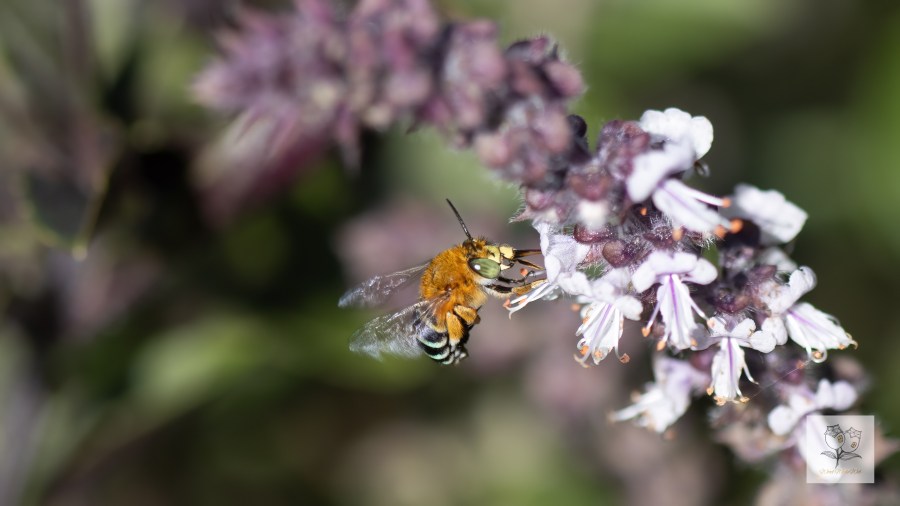 Australian Native Bees and Climate&nbsp;Change