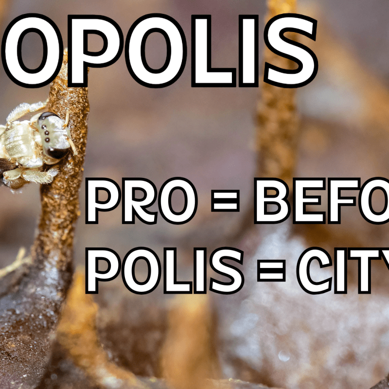 Defender of the City: how stingless bees protect their&nbsp;hives