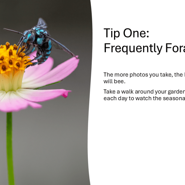 Five Tips for Un-bee-lievable Photos – Tip&nbsp;One