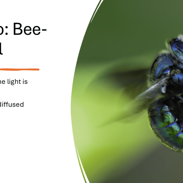 Five Tips for Un-bee-lievable Photos Tip&nbsp;Two