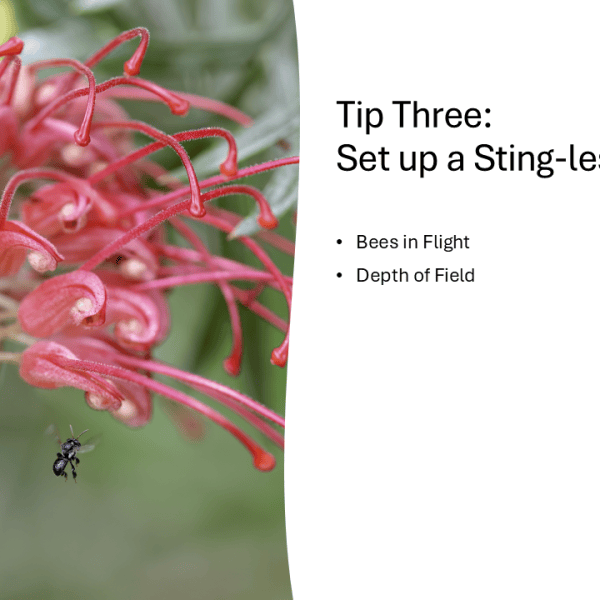 Five Tips for Un-bee-lievable Photos – Tip&nbsp;Three
