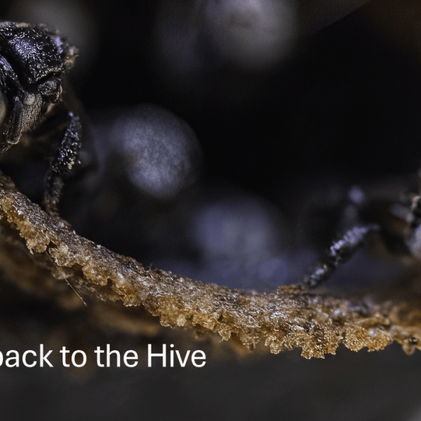 Five Tips for Un-bee-lievable Photos- Tip&nbsp;Five